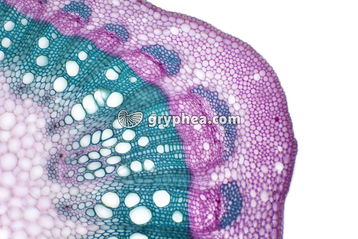 Tige de Vigne jeune - structure secondaire discontinue CT x40 - gryphea.com